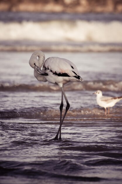 Вертикальный снимок белого фламинго с чайкой, стоящей на волнистом пляже