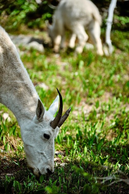 グレイシャー国立公園で放牧している白いシロイワヤギの垂直ショット