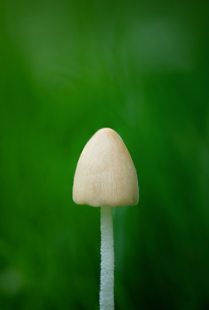 Вертикальный снимок белого гриба на зеленом