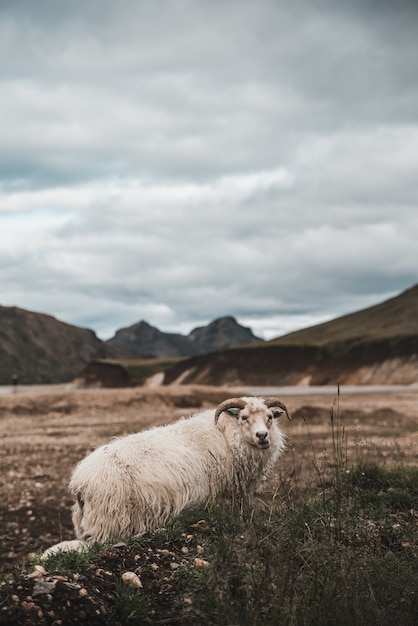 Vertical shot of a white sheep grazing on the pasture under a cloudy sky