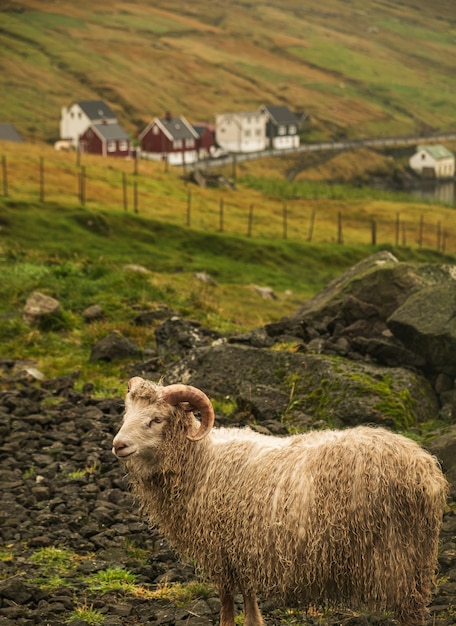 Vertical shot of a white sheep in the pasture during daytime