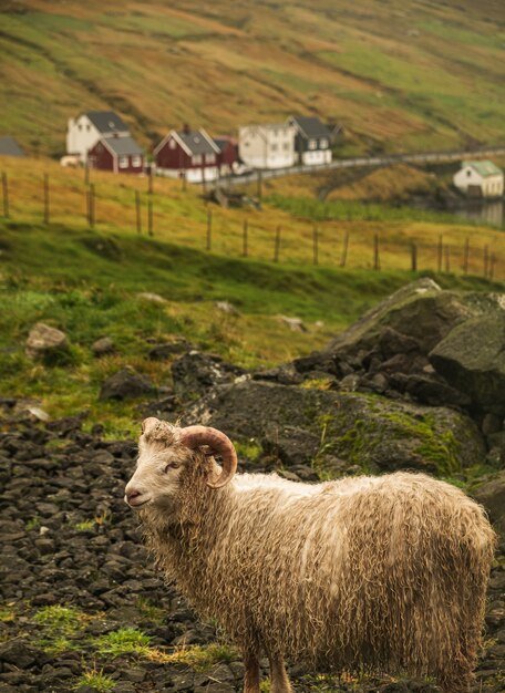 Vertical shot of a white sheep in the pasture during daytime