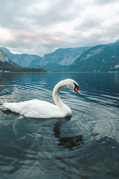 ハルシュタットの湖で泳いでいる白い白鳥の垂直ショット。オーストリア