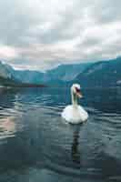 Foto gratuita colpo verticale di un cigno bianco che nuota nel lago a hallstatt.