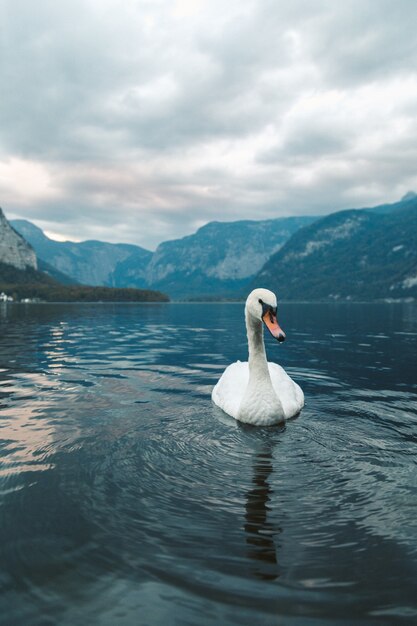 ハルシュタットの湖で泳いでいる白い白鳥の垂直ショット。