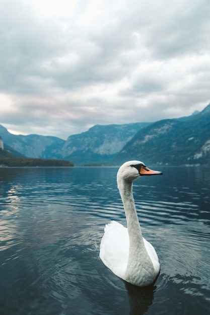 Vertical shot of a white swan swimming in the lake in Hallstatt