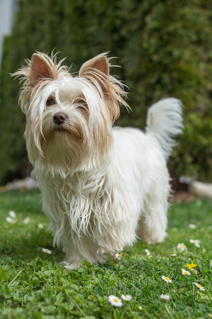 Vertical shot of white Yorkshire Terrier in a park during daytime