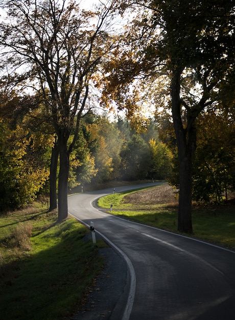 Foto gratuita colpo verticale di una strada tortuosa nel parco