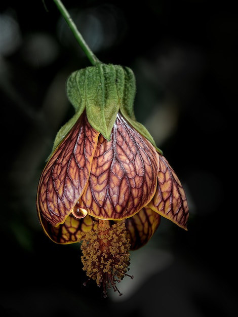 Vertical shot of a withered orchid  with blurred background