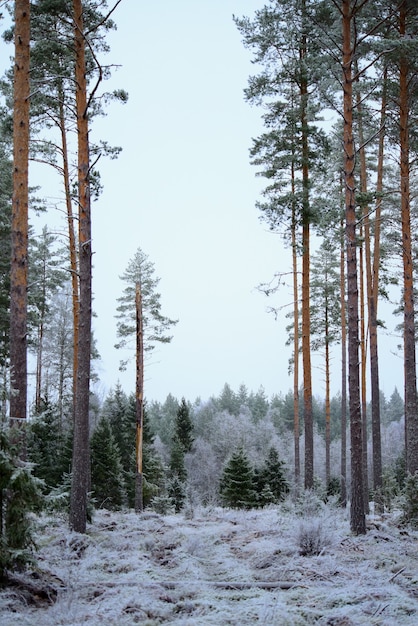 Vertical shot of wonderful winter fir forest