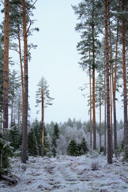 멋진 겨울 전나무 숲의 세로 샷