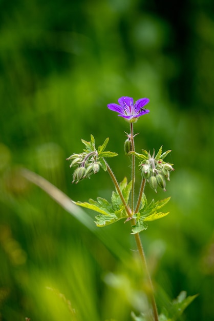 Vertical shot of a wood crane's bill in a field under the sunlight with a blurry distance
