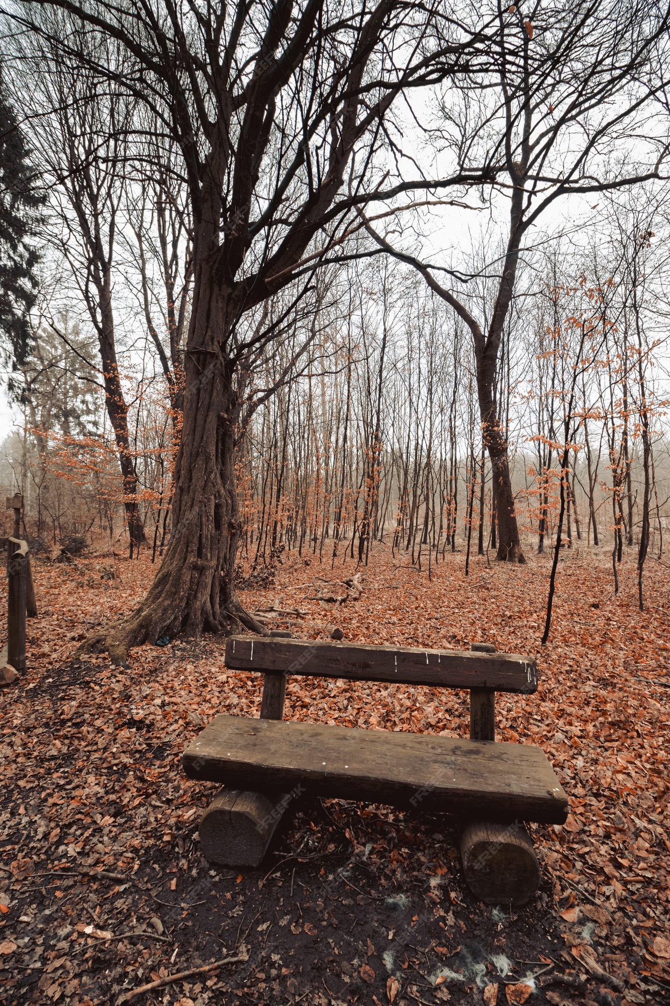 Free Photo | Vertical shot of a wooden bench in a forest park with a gloomy  sky in the background