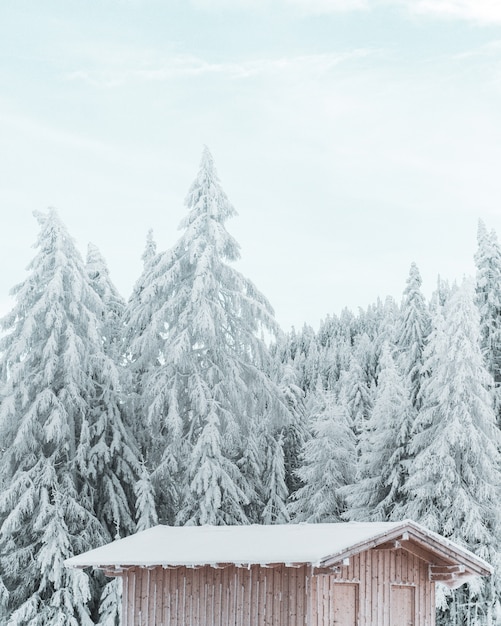 Free photo vertical shot of a wooden cottage with the beautiful snow covered pine tree