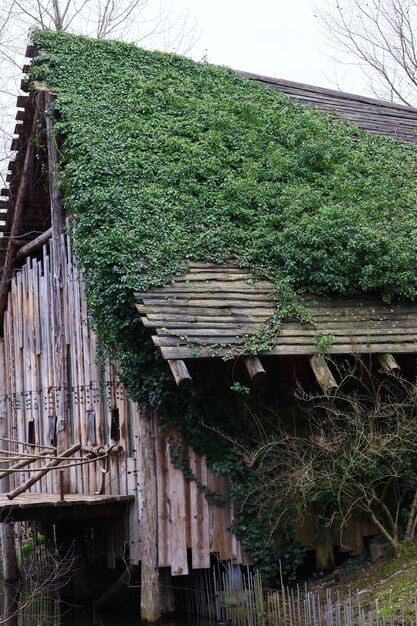 Vertical shot of a wooden house covered in green plants