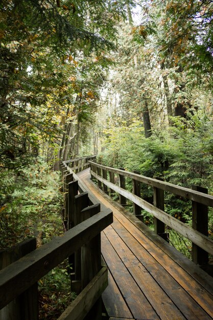 Vertical shot of a wooden pathway surrounded by greenery in a forest