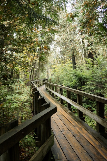 Vertical shot of a wooden pathway surrounded by greenery in a forest