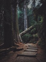 Foto gratuita colpo verticale delle scale di legno nella foresta bloccata da un albero caduto