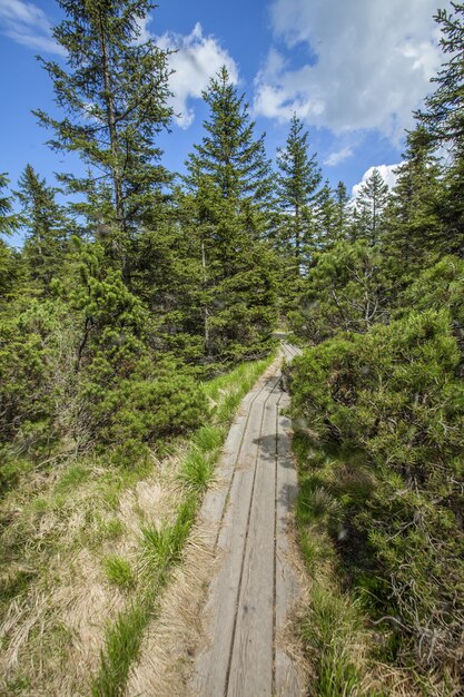 Vertical shot of a wooden trail near the Ribnica lake in the Pohorje hills in Slovenia