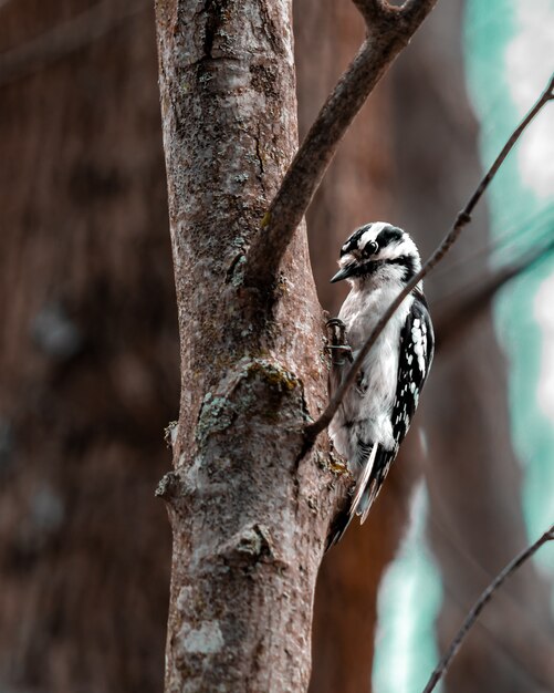 Vertical shot of a woodpecker on a tree