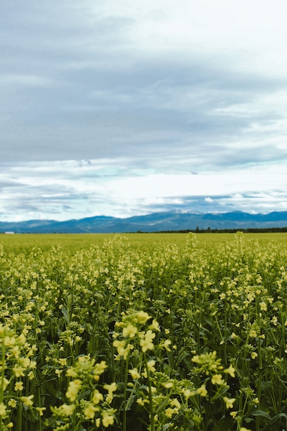 米国カリスペルモンタナ州の山と黄色い花畑の垂直ショット