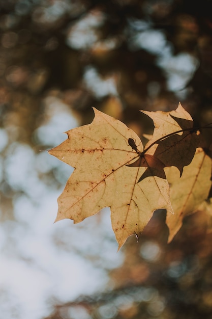 Vertical shot of a yellow leaf on a sunny day with blurred natural background