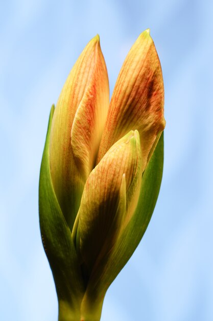 Vertical shot of yellow and orange Amaryllis blossom on blue background