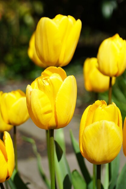 Vertical shot of yellow tulips next to each other