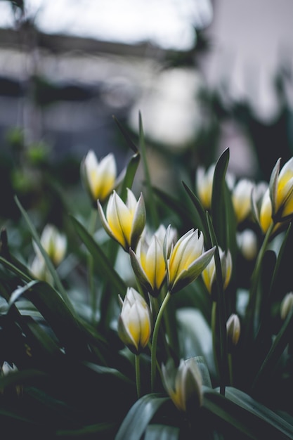 Vertical shot of yellow and white petaled flowers with blurred