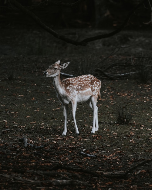 Free photo vertical shot of young deer in a forest