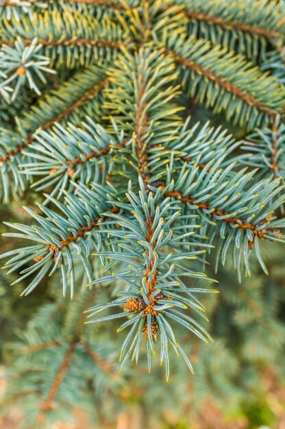 Vertical soft focus of fir needles on a branch