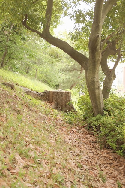 무료 사진 햇빛 아래 숲에서 자라는 나무의 수직 sot