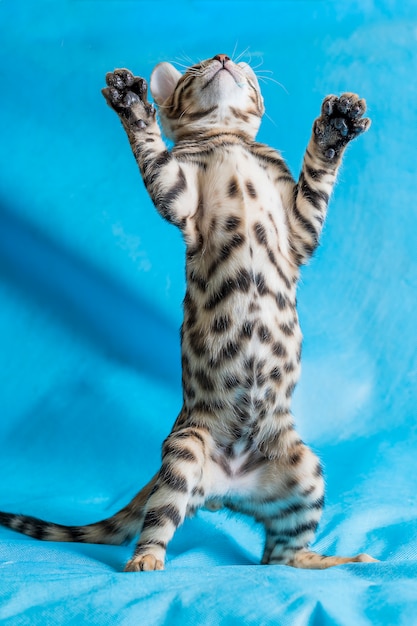 立っていると青い背景で遊ぶかわいいベンガル子猫の垂直スタジオ撮影