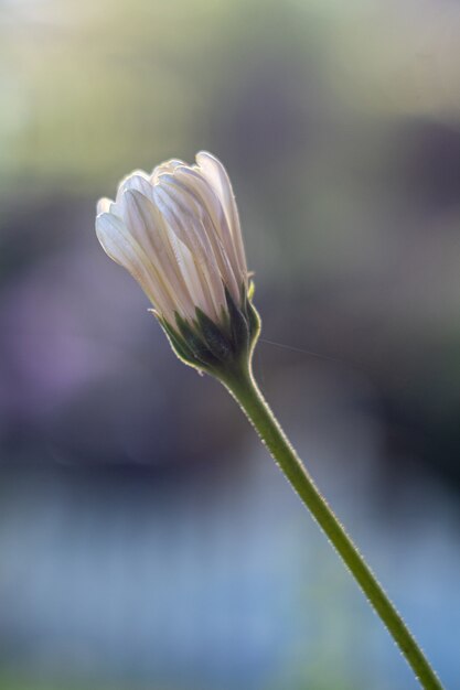 見事なカモミールの花のつぼみの垂直