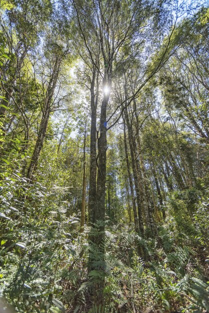 高層の木でいっぱいの森を照らす太陽の垂直