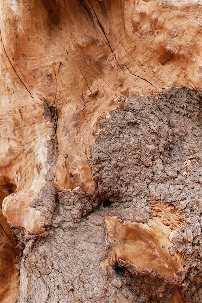 Vertical texture background of an old tree trunk wallpaper for a screensaver or photo for a screen on a smartphone