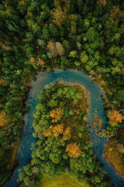 Vertical top view of a curly flowing river through a dense forest on an autumn day