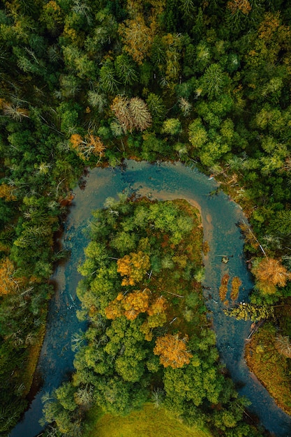 Vertical top view of a curly flowing river through a dense forest on an autumn day