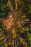 Free photo vertical top view of a path through a dense forest on an autumn day