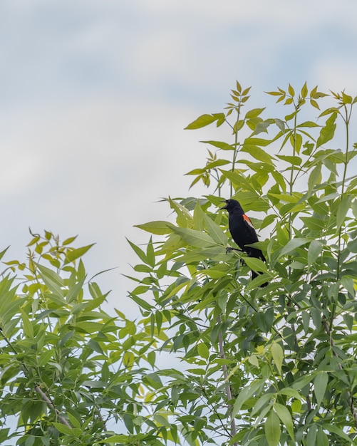 Vertical view of a beautiful red-winged blackbird sitting on the leaves of a tree