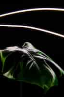 Free photo vertical view of the green leaf of a plant in the dark