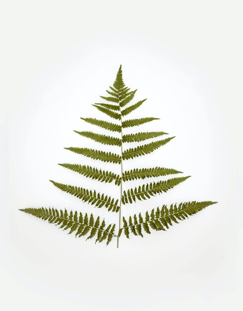 Vertical view of a green plant on a white background