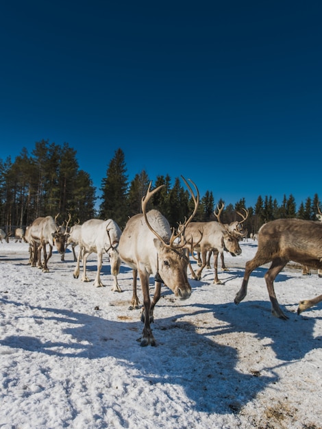 Vertical view of a herd of deer walking in the snowy valley near the forest in winter