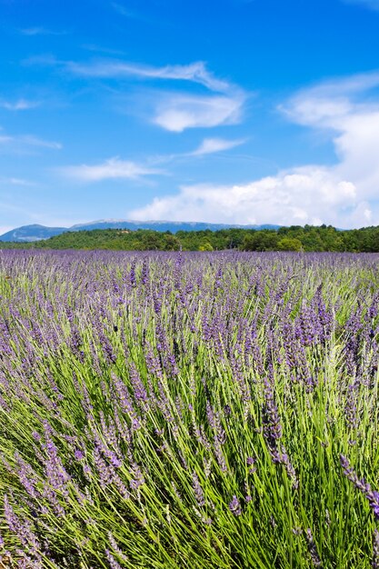vertical view of lavender field