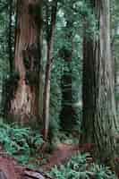 Бесплатное фото Вертикальный вид на тропинку, окруженную зеленью в лесу днем - круто для фона