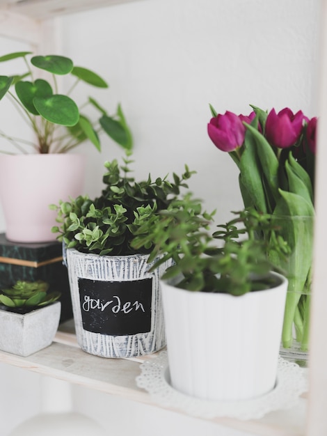 Vertical view of plants in pots and tulips