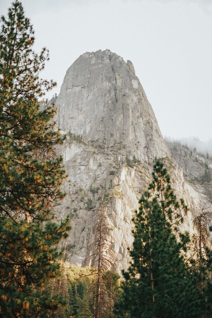 Vertical view of tall trees and rock mountain with a gray sky in the background