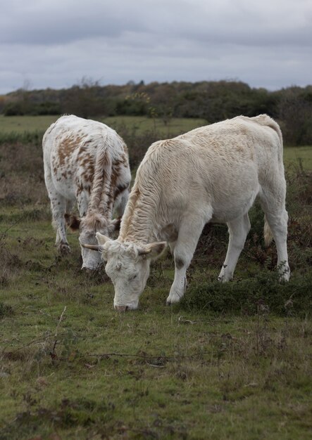 Vertical view of two cows eating grass at the pasture