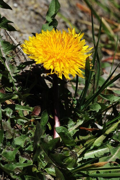 Vertical view of a yellow dandelion flower with a blurred background