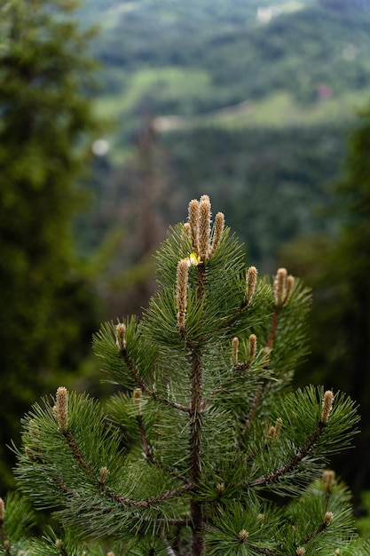 Verticalcloseup of the leaves of a pine tree in a forest captured during the daytime